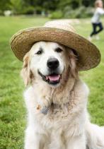 Hôtel de Londres Eiffel - Samba